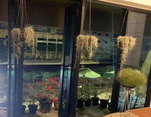 a window with potted plants hanging from it at SUSU khaosan hostel in Bangkok