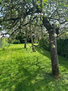 a group of trees in a field of grass at Velo Villa in Achel