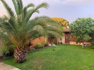 una palmera en el patio de una casa en Maison de style cabane à 400m du bassin, en Gujan-Mestras