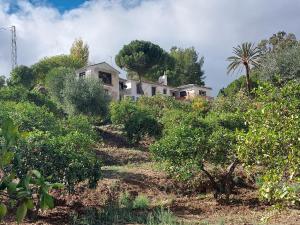 ein Haus auf einem Hügel mit Bäumen und Sträuchern in der Unterkunft El bufon de la corte in Carratraca