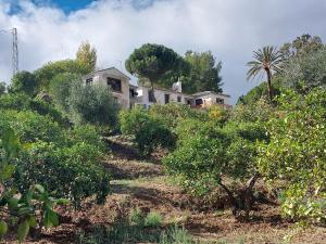 a house on top of a hill with trees and bushes at El bufon de la corte in Carratraca