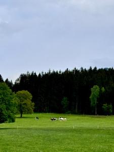 a group of cows grazing in a grass field at Haus Gruber - Valentina & Gabriel in der Waldheimat in Krieglach