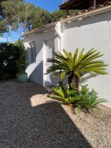 a palm tree in front of a white building at Villa L'Amiraute in Agde