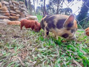 dos cerdos parados en la hierba en un campo en Hotel Fazenda Golden Park Campos do Jordão, en Campos do Jordão
