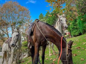 un grupo de tres caballos parados en una colina en Hotel Fazenda Golden Park Campos do Jordão, en Campos do Jordão