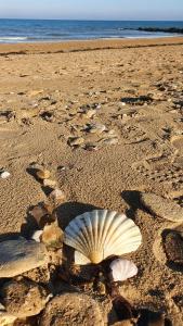 une coquille dans le sable sur une plage dans l'établissement JUNO Appart, à Courseulles-sur-Mer