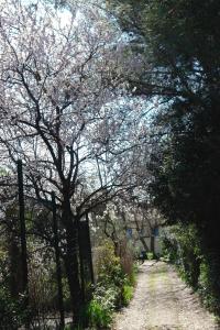 尼姆的住宿－Chambre donnant sur jardin，土路上一棵树,花粉色