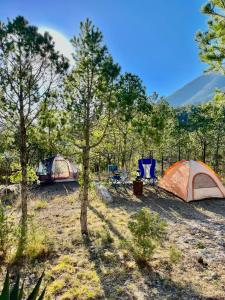 Camping en la Sierra de Arteaga في Los Lirios: مجموعة من الخيام في حقل مع الأشجار