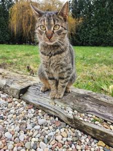 un gato sentado en la cima de una pila de rocas en LubięNic przytulny dom z basenem, 