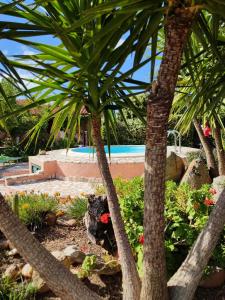 un jardín con palmeras y una piscina en Casa Asfodeli - Villetta in campagna con piscina, en Cuglieri