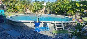 a pool with a blue vase with a tree in it at Bungalows créoles in Saint-François