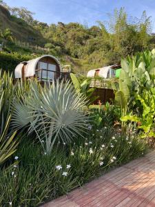 a garden with a bunch of plants and flowers at Glamping La Cepa GUATAPÉ in Guatapé