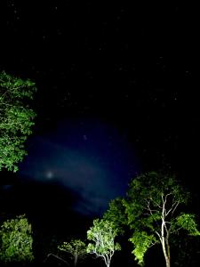 科隆的住宿－蒙特阿凡根生態冒險樂園度假屋，前沿的树木的星夜