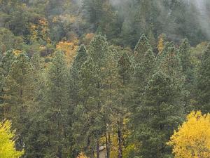 an aerial view of a forest of trees at River's Edge Retreat / Close I-5 in Gold Hill