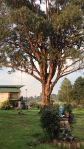 uma grande árvore num campo ao lado de um edifício em Hotel Temazcal Kinam em Atlautla