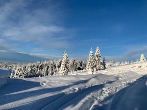 uma floresta coberta de neve com árvores cobertas de neve à distância em Casa Adam em Vaideeni