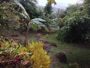 Zahrada ubytování Martinique La petite maison dans la Colline