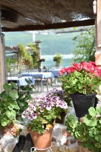 a group of flowers in pots on a patio at Rosa B&B in Lin