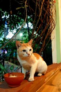 an orange and white cat sitting next to a bowl at Nature of Arambol in Arambol