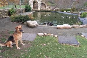 un perro sentado frente a un estanque con patos en El Refugio de Santi, en Butrera