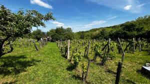 a vineyard with a bunch of vines in a field at Csobánc Szerelem-Nemzeti Park-Önalló Ház in Gyulakeszi