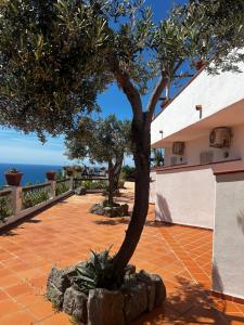 a tree in a courtyard with the ocean in the background at Hotel Punto Azzurro in Ischia