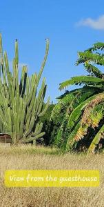 una señal que dice vista desde el invernadero junto a un cactus en Quiet and cozy cunuco guesthouse in Savaneta, en Savaneta