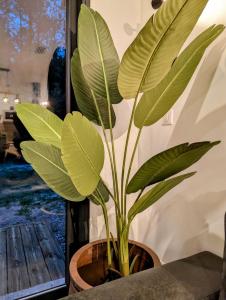 Billede fra billedgalleriet på Villa au cœur des Landes i Soustons