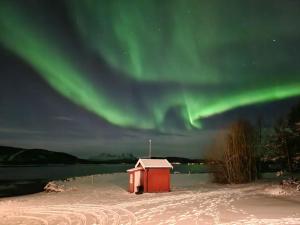 an igloo under the aurora over the water at Ulvsvåg Gjestgiveri og Fjordcamping AS in Ulvsvåg