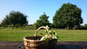 een mand met een groene plant in een veld bij Brimbilly, maison de charme in Guenrouet