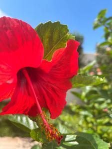 une fleur d'hibiscus rouge avec des feuilles vertes dans l'établissement Corner of Paradise 4 bedrooms with private pool Yasmine Hammamet, à Hammamet