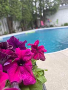 Corner of Paradise 4 bedrooms with private pool Yasmine Hammamet في الحمامات: حفنة من الزهور الزهرية يجلس بجوار حمام السباحة