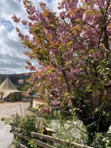 Caerwys的住宿－Herons Lake Retreat Lodges，木栅栏旁一棵带粉红色花的树