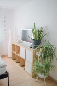 einen Schreibtisch mit Topfpflanzen darüber in der Unterkunft BUCHLINDENWEG - Zimmer & Ferienwohnung in Breitscheid