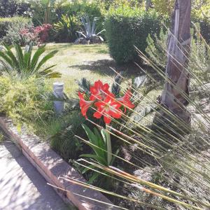 un giardino con fiori rossi e altre piante di Villa con piscina in campagna a Pisticci