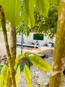 a close up of a tree with green leaves at Villa Paradise, urban oasis by -Toprentalsbarcelona- in Esplugues de Llobregat