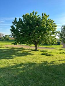 Zahrada ubytování Babsi Appartments - leben am Land