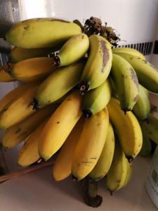 Ein Haufen Bananen auf dem Tisch in der Unterkunft Lungakaunakho Country Lodge in Port Edward