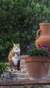 eine orangefarbene und weiße Katze, die auf Stufen neben einer Vase sitzt in der Unterkunft Rocca degli Olivi in San Gimignano
