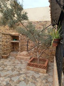 a tree in a pot on a stone patio at MAISON DE VACANCE in Mostaganem