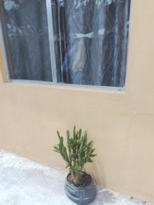 una pianta in vaso seduta davanti a una finestra di Departamento Bernal a Bernal