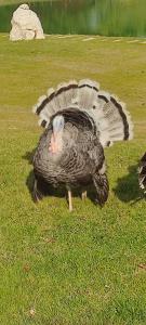 Photo de la galerie de l'établissement McQuillan's Homestay and Resort, à Chom Bung