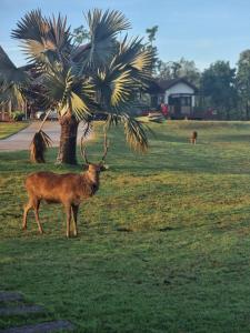 Photo de la galerie de l'établissement McQuillan's Homestay and Resort, à Chom Bung 23 autres photos