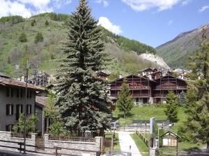 a large pine tree in front of a building at La Maison di La Thuile in La Thuile