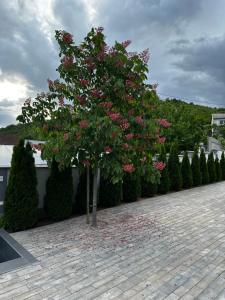 Zahrada ubytování Luxury Villa Magic