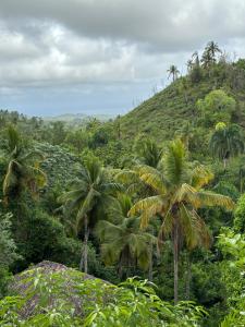 una frondosa colina verde con palmeras. en Treehouse waterfalls El Limón D-03 en El Limón