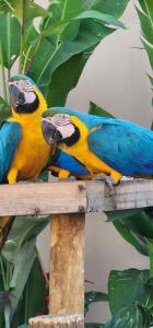 zwei bunte Papageien auf einem Holzpfosten in der Unterkunft Malta Hotel in Ilha Solteira