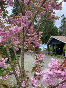 un árbol con flores rosas delante de un edificio en Ocean Wilderness Inn, en Shirley