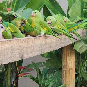 eine Gruppe grüner Vögel, die auf einem Holzpfosten sitzen in der Unterkunft Malta Hotel in Ilha Solteira