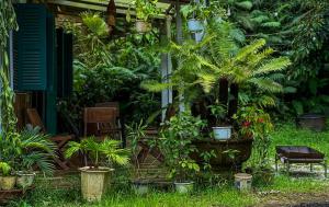 un montón de plantas en macetas delante de una casa en Nhà nghỉ đèo Tà Pứa 